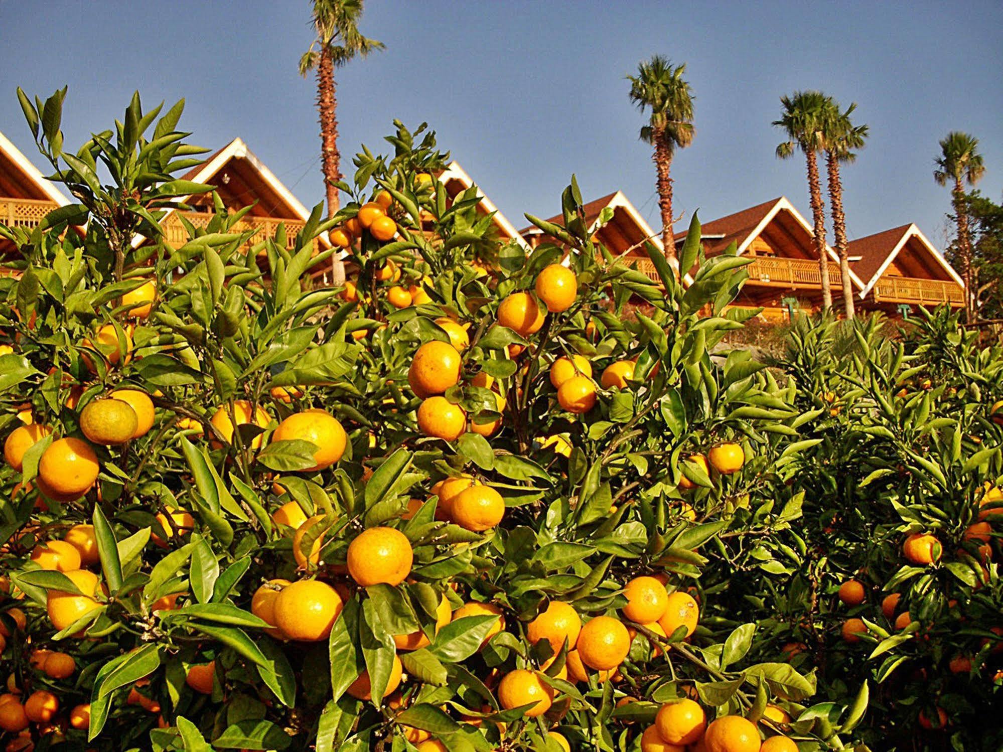 Jungmun Log Pension&Resort Seogwipo Eksteriør bilde